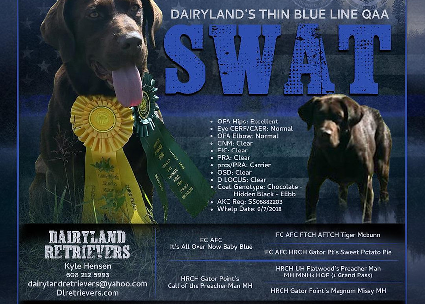 Dairyland Retrievers
